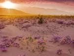 Wildflowers in Death Valley~California