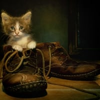 Shoecat