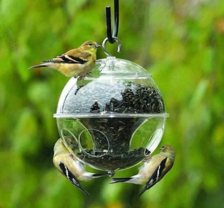 Birds - pasarele, bune, manaca, seminte