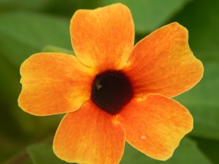 Macro Orange Flower - light, plants, nature, pretty, clouds, orange, color, flowers, outdoor