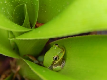 American Green Tree Frog - american, green, tree, frogs