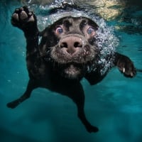 first swimming lesson dog