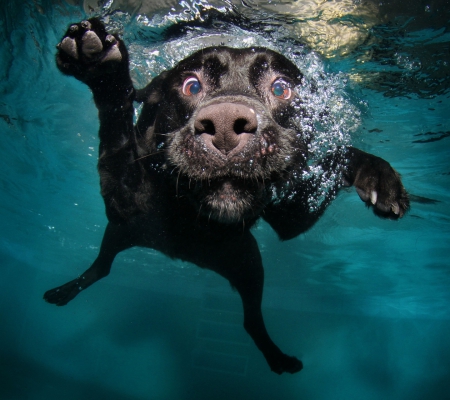 first swimming lesson dog - fun, lesson, humor, dog, first swimming