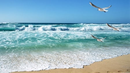 Calming Waves - calm, warm, birds, vacation, beach, tranquil, serene, sea, ocean, seagulls, sand, seashore, waves, sky, bay