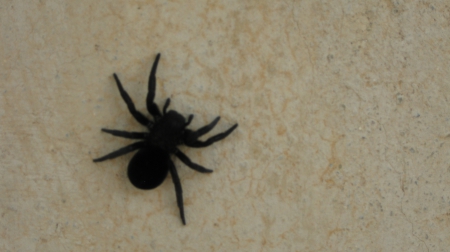 big black spider - spider, big, scary, black