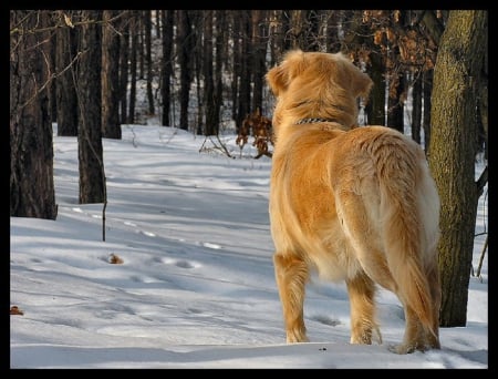 Dog - face, pretty, playful dog, cute, animals, beautiful, sweet, puppy, playful, dogs, puppies, lovely, dog face