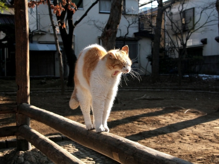 Cat - sleepy, cute, beautiful, cat, sleeping, kitty, cats, hat, cat face, paws, face, animals, pretty, beauty, sweet, kitten, lovely