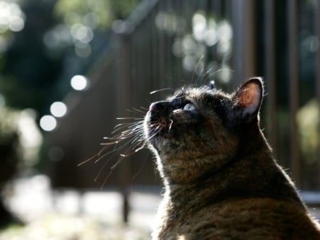 Cat - sleepy, cute, beautiful, cat, sleeping, kitty, cats, hat, cat face, paws, face, animals, pretty, beauty, sweet, kitten, lovely