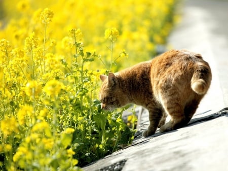 Cat - sleepy, cute, beautiful, cat, sleeping, kitty, cats, hat, cat face, paws, face, animals, pretty, beauty, sweet, kitten, lovely