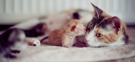 Cats - pretty, cat face, sleepy, paws, kitten, cats, face, sleeping, hat, beautiful, beauty, lovely, sweet, cat, cute, animals, kitty