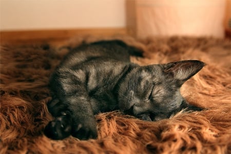 Cat - sleepy, cute, beautiful, cat, sleeping, kitty, cats, hat, cat face, paws, face, animals, pretty, beauty, sweet, kitten, lovely