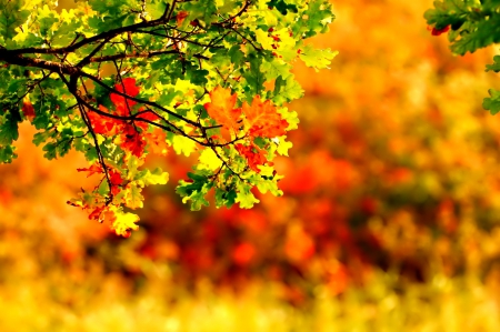 September - falling, foliage, beautiful, leaves, golden, tree, nature, autumn, colorful, shine, fall, glow, pretty, mirrored, branches, reflection, nice, september, lovely, colors