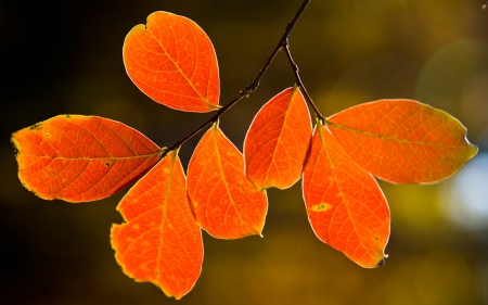 Autumn Leaves - beautiful, leaves, forest, autumn