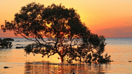 sunset behind a tree submerged at sea - tree, sunset, sea, shadow