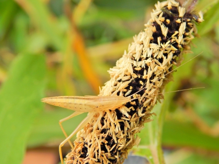 Tan Grasshopper - more, light, grasshopper, macro, tan, close up photography, plant, color, photo, outdoor