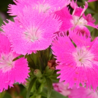 Hot Pink Flowers