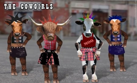 The Cow Dancers Union (hahaha) - cows, animals, bulls, humor, funny, cowgirls