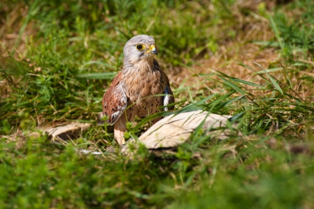 Hawk - animal, hawk, eagle, bird