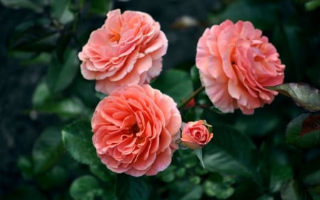 Soft Coral Roses - pinkish orange, roses, beautiful, coral, leaves, closeup, bud