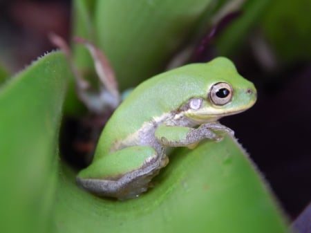 Cute Frog - frog, light, nature, animal, green, single, color, cute, outdoor