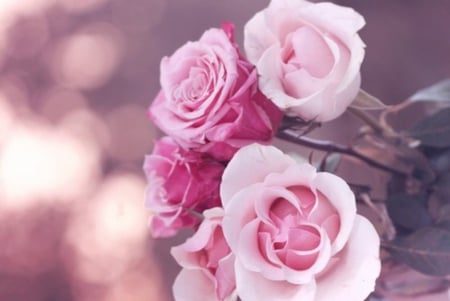 âœ¿ - nature, roses, pink, soft, beautiful, pastel, lovely