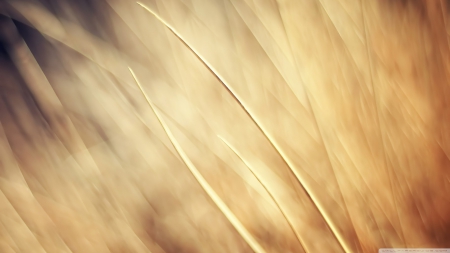 Autumn grass - abstract, close-up, HD, grass, fall, nature, autumn, macro, field, photograpy, wallpaper