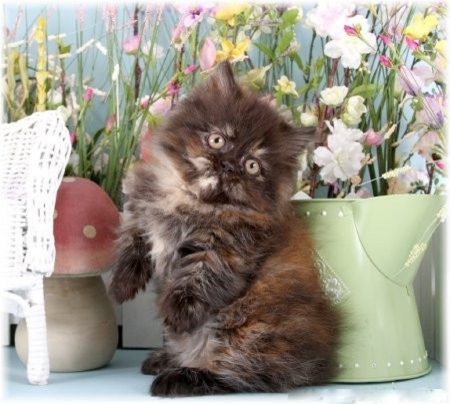 Cute Persian Kitty - cats, kitty, animals, cute