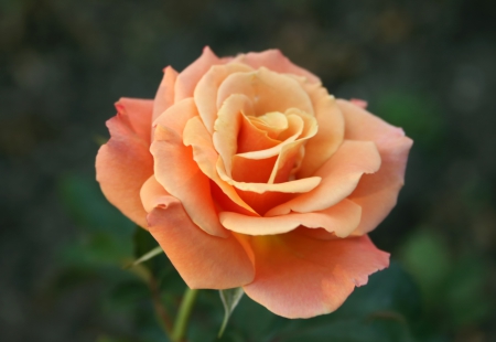 Rose - flower, nature, rose, plant