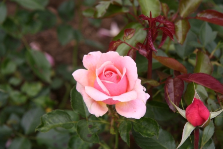 Rose - flower, nature, rose, plant