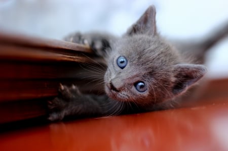 Cat - sleepy, cute, beautiful, cat, sleeping, kitty, cats, hat, cat face, paws, face, animals, pretty, beauty, sweet, kitten, lovely