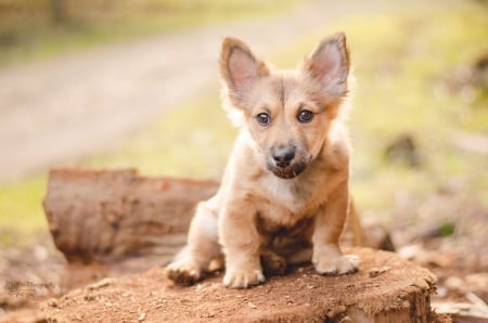 Dog - pretty, beautiful, dog face, puppies, lovely, playful dog, sweet, playful, dogs, cute, face, puppy, animals