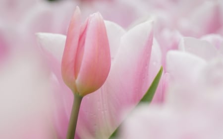 *So soft and pale* - nature, pale, pink, soft, tulips, pastel, one, flowers