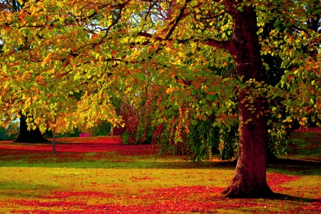 AUTUMN PARK - trees, park, leaves, autumn