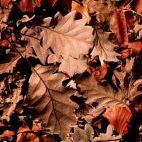 AUTUMN LEAVES