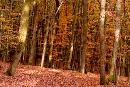 AUTUMN WOODS - leaves, autumn, forest, trees