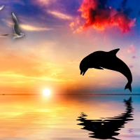 Dolphin Sunset Joy