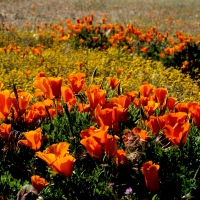 POPPY FIELD