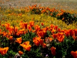 POPPY FIELD