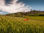 poppy fields around a town in piedmont italy