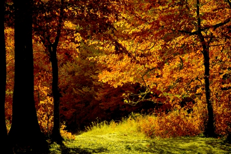 AUTUMN SHADE - forest, sunlight, nature, season, autumn