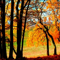 FALL TREES