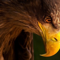 Eagle