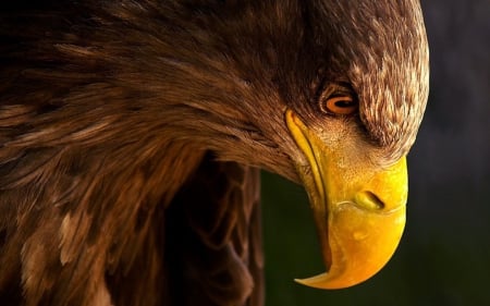 Eagle - raptor, portrait, fishing, head, european