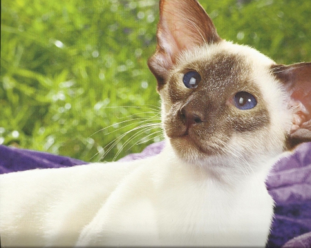 Siamese cat - cute, grass, paws, siamese, cat