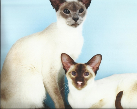 Siamese cats - two, cute, paws, siamese, cat