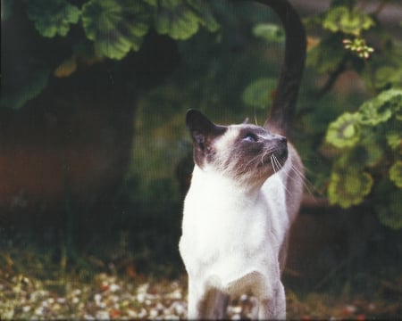 Siamese cat - paws, cat, leaves, cute, siamese