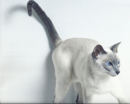 Siamese Cat - cute, paws, siamese, cat