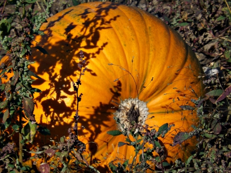 ready for pickin - pumpkins, autumn, pumpkin patch, squash, orange, een