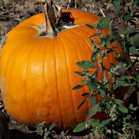 pumpkin pie, anyone?