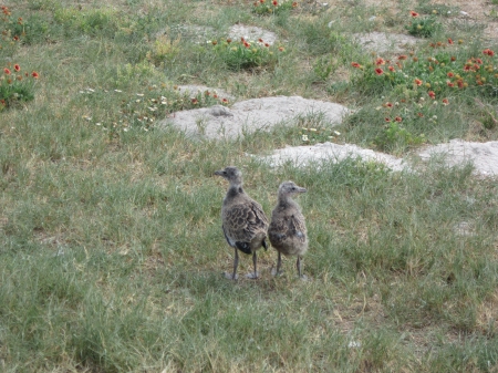 Baby Seagulls - babies of 2013, Baby Seagulls, Hatch of 2013, Our Seagull babies